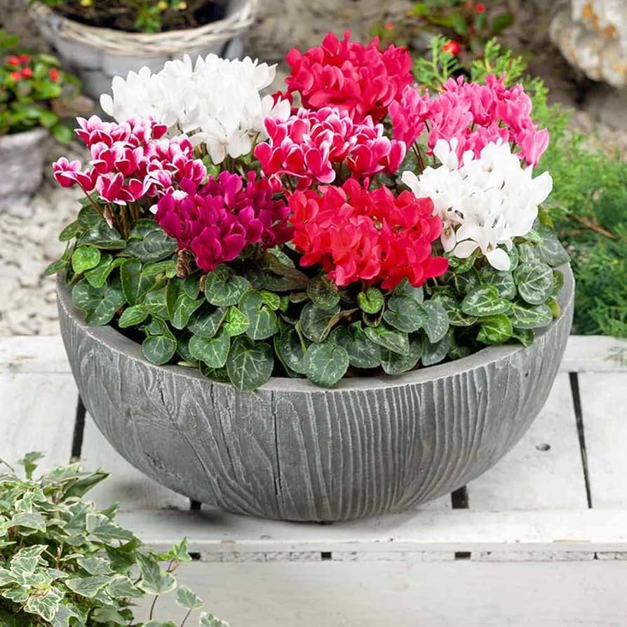 Cyclamen Shanghai Green Cyclamen Flower - for planting in home garden